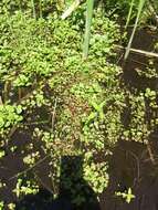 Image of James' monkeyflower