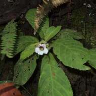 Sivun Nautilocalyx ecuadoranus Wiehler kuva