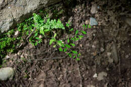 Image of smooth forked nailwort