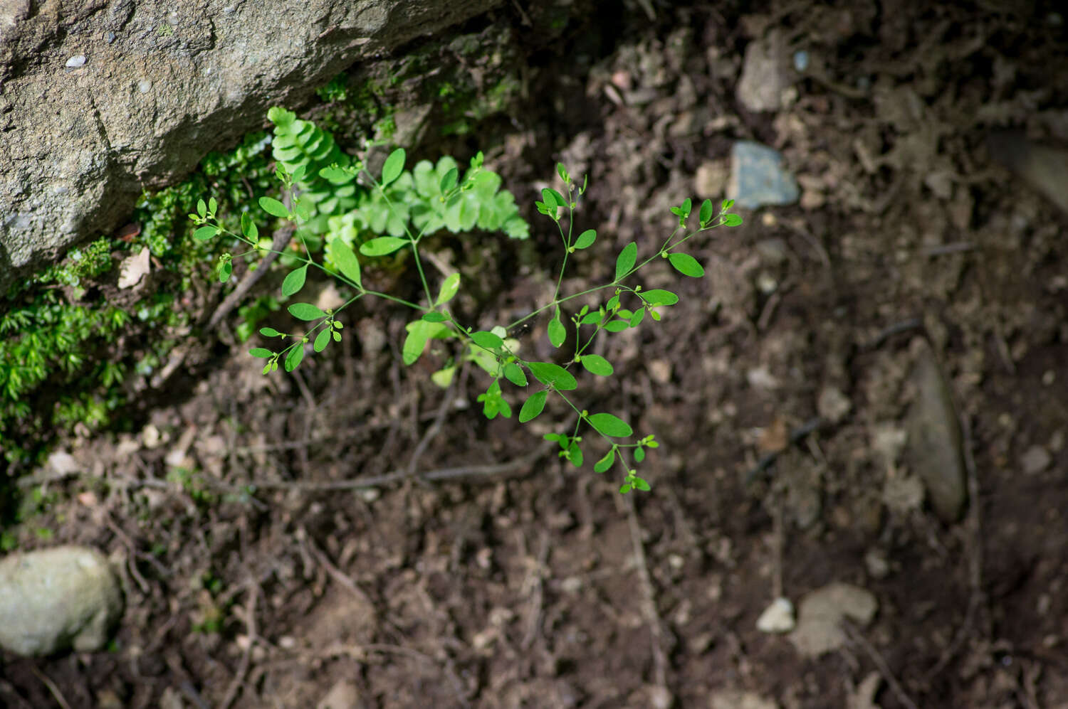 Image of smooth forked nailwort