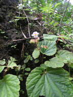 Image of Begonia sinuata Wall. ex Meisn.