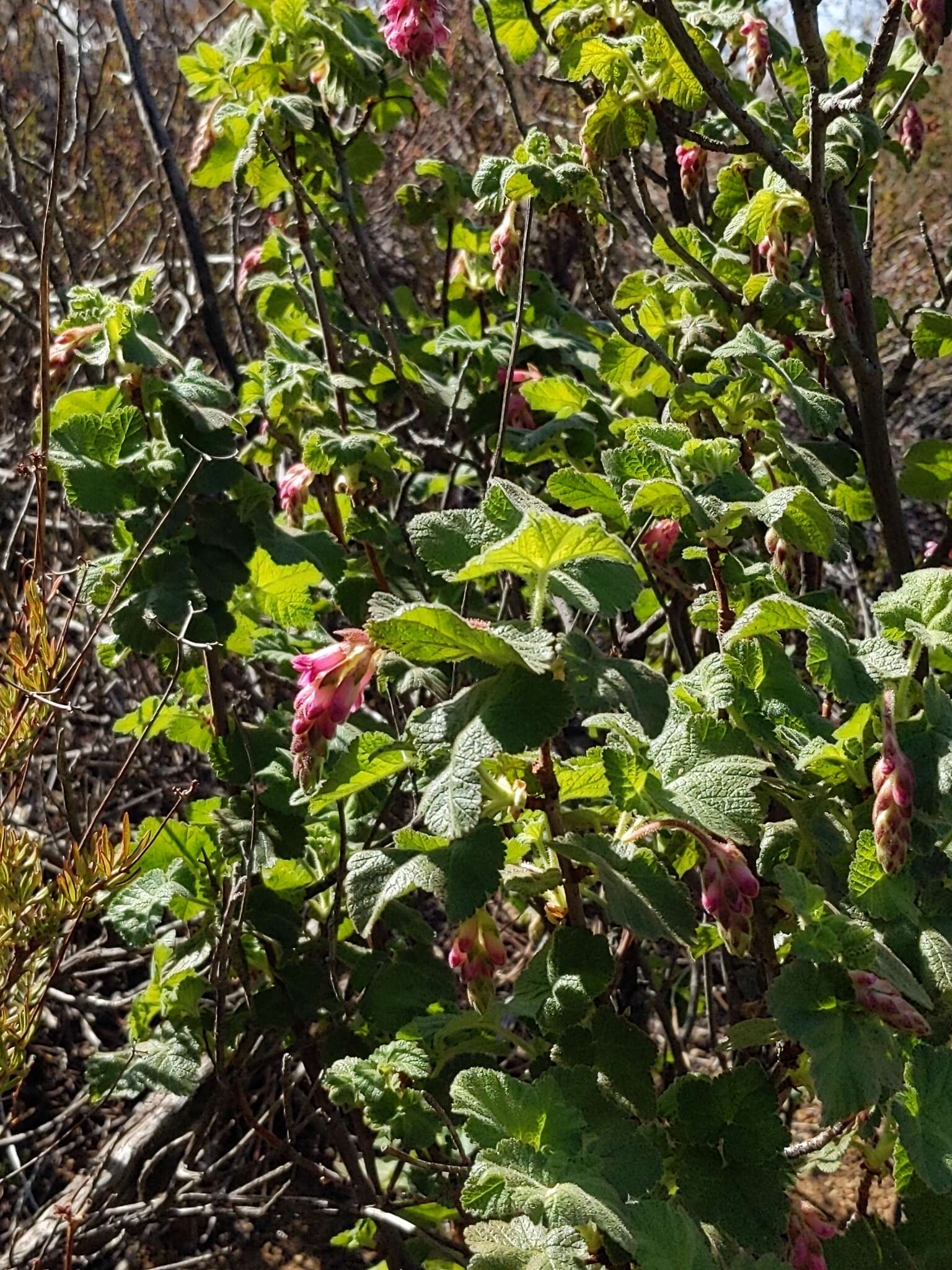 Image of chaparral currant