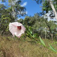 Image of Hibiscus meraukensis Hochr.