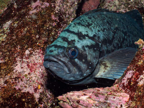 Image of Blue rockfish