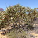 Image of Eucalyptus dumosa A. Cunn. ex Oxley