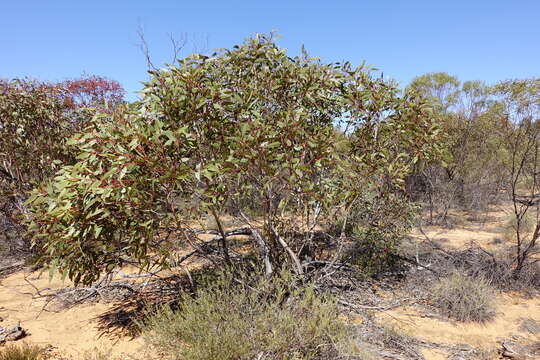 Image of Dumosa Mallee