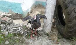 Image of Northern Screamer