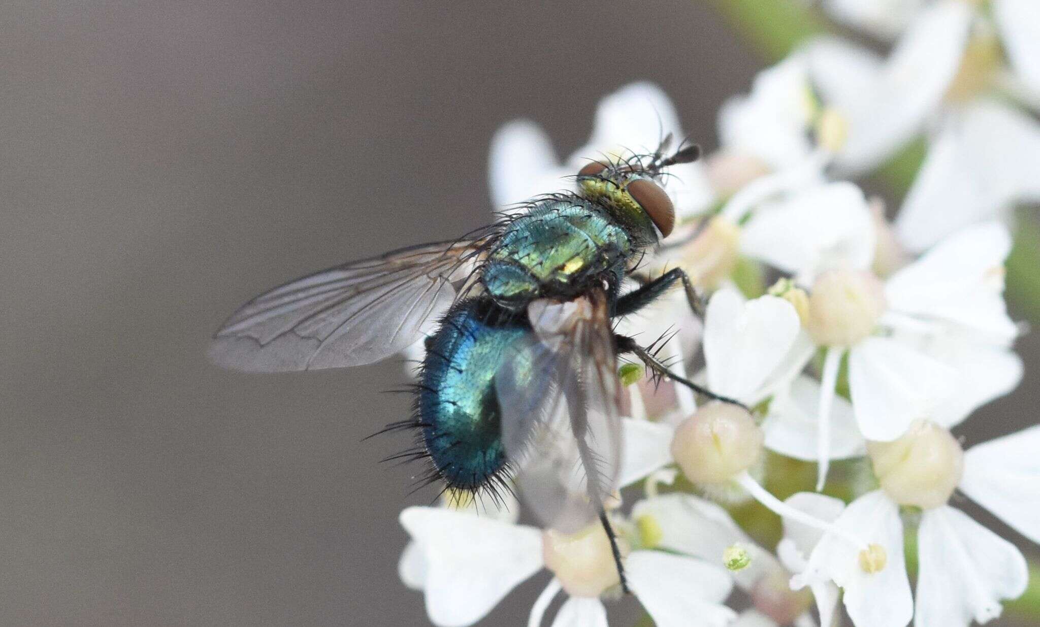 Image of Chrysosomopsis aurata (Fallén 1820)