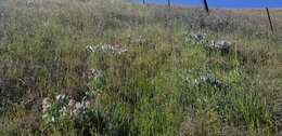 Imagem de Asclepias californica subsp. greenei Woods.