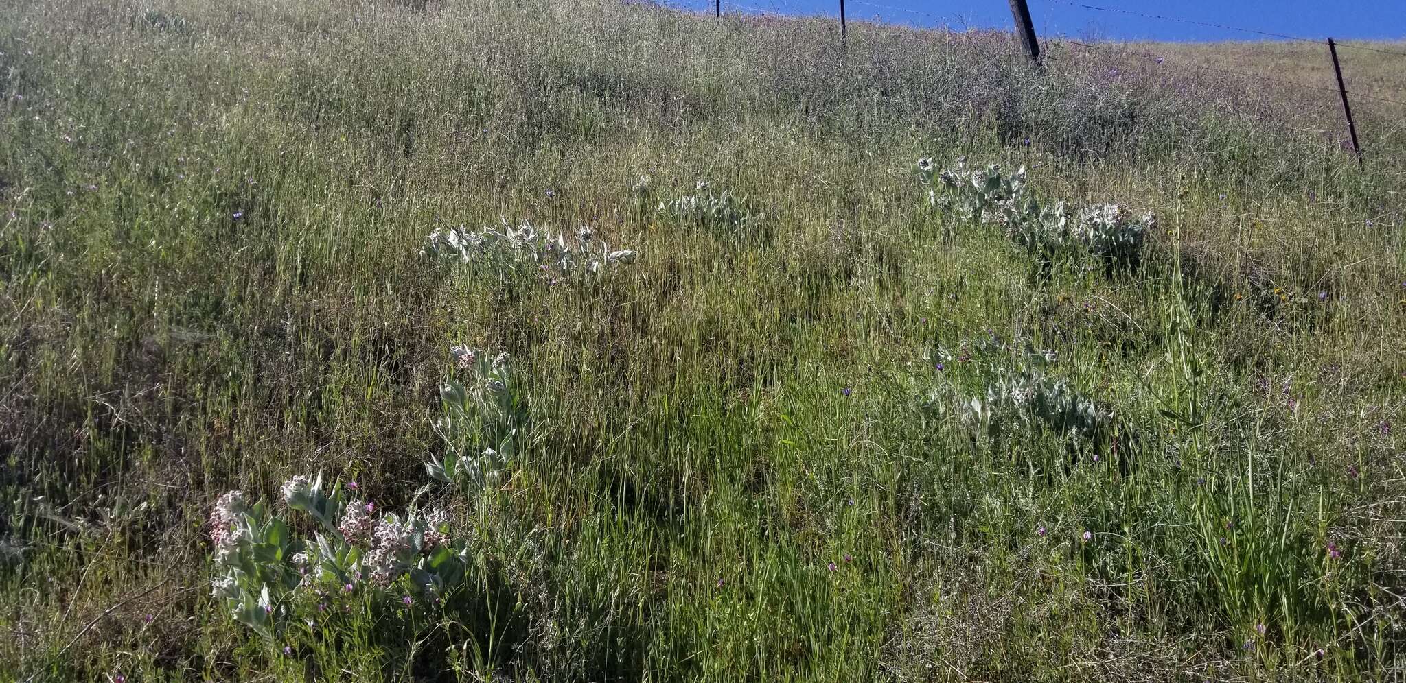 Imagem de Asclepias californica subsp. greenei Woods.