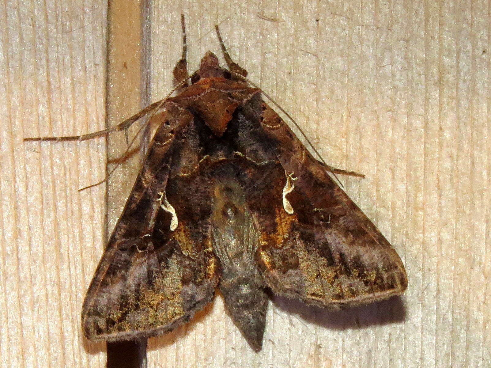 Image de Autographa precationis Guenée 1852