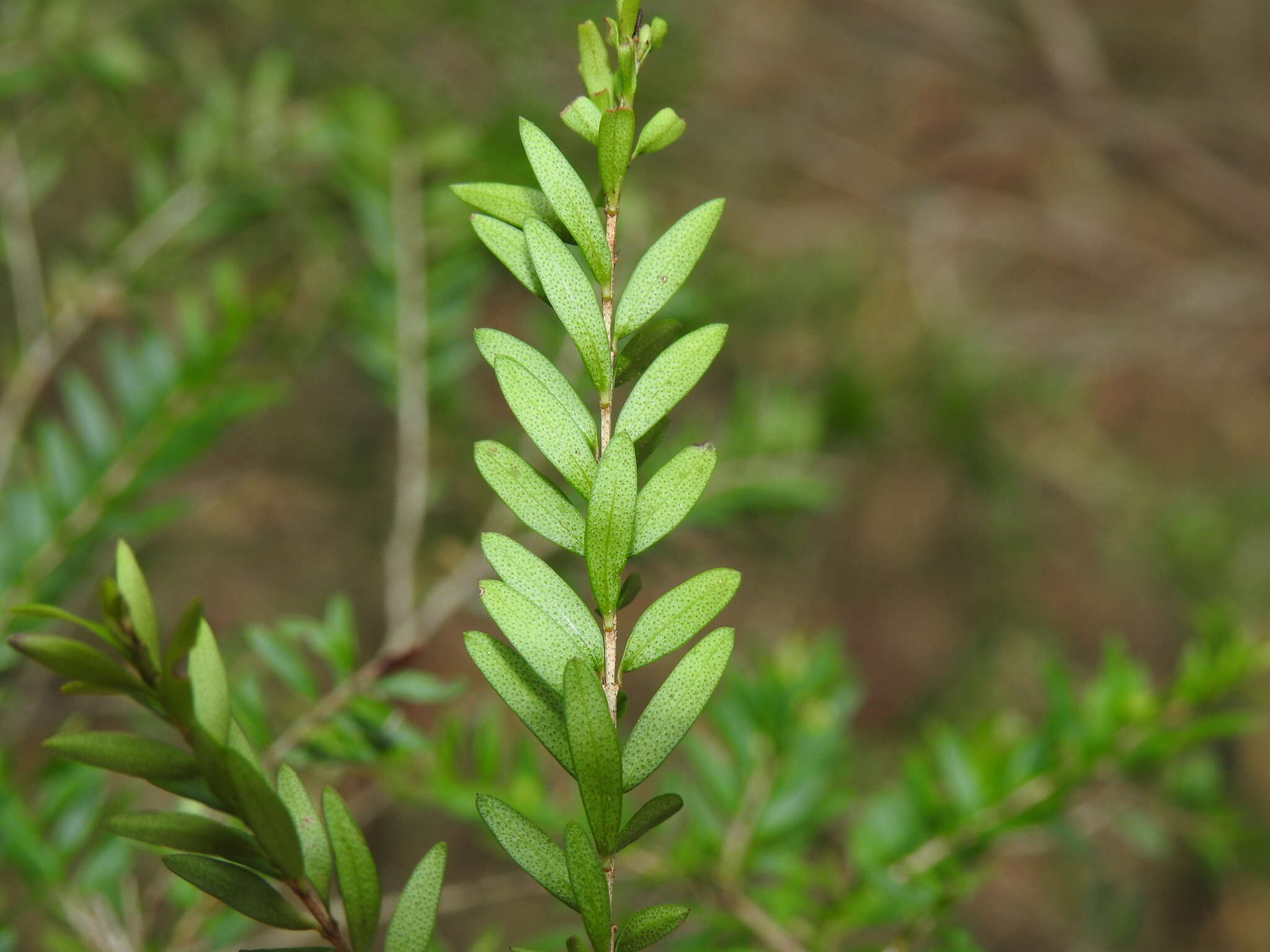 Image of Sannantha bidwillii (A. R. Bean) Peter G. Wilson