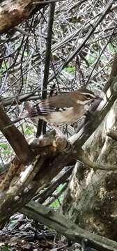 Image of Brown Scrub Robin