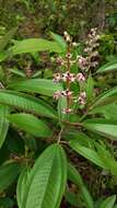 Image of Miconia stenostachya (Schrank & C. Martius) DC.