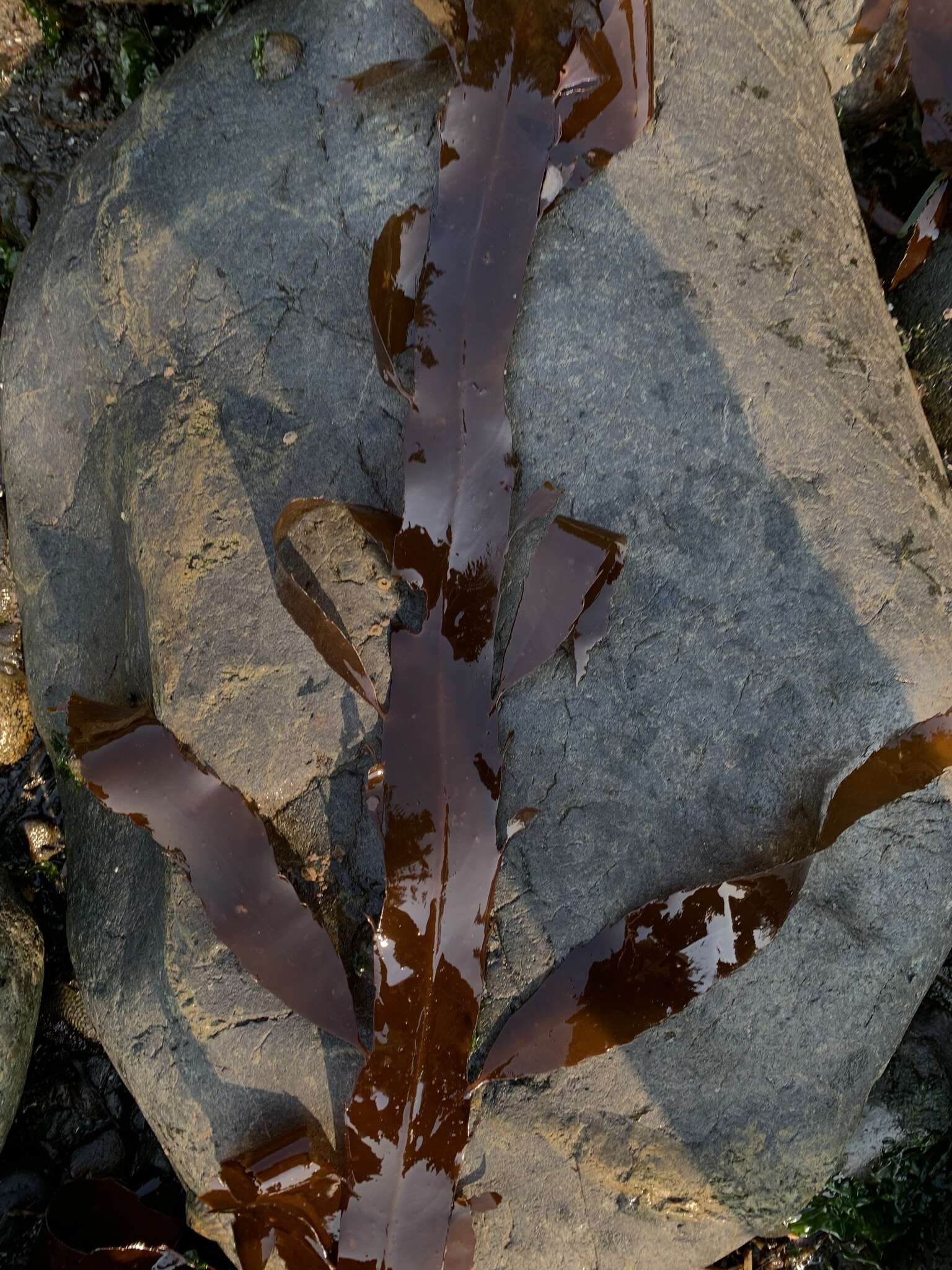 Image of Desmarestia herbacea