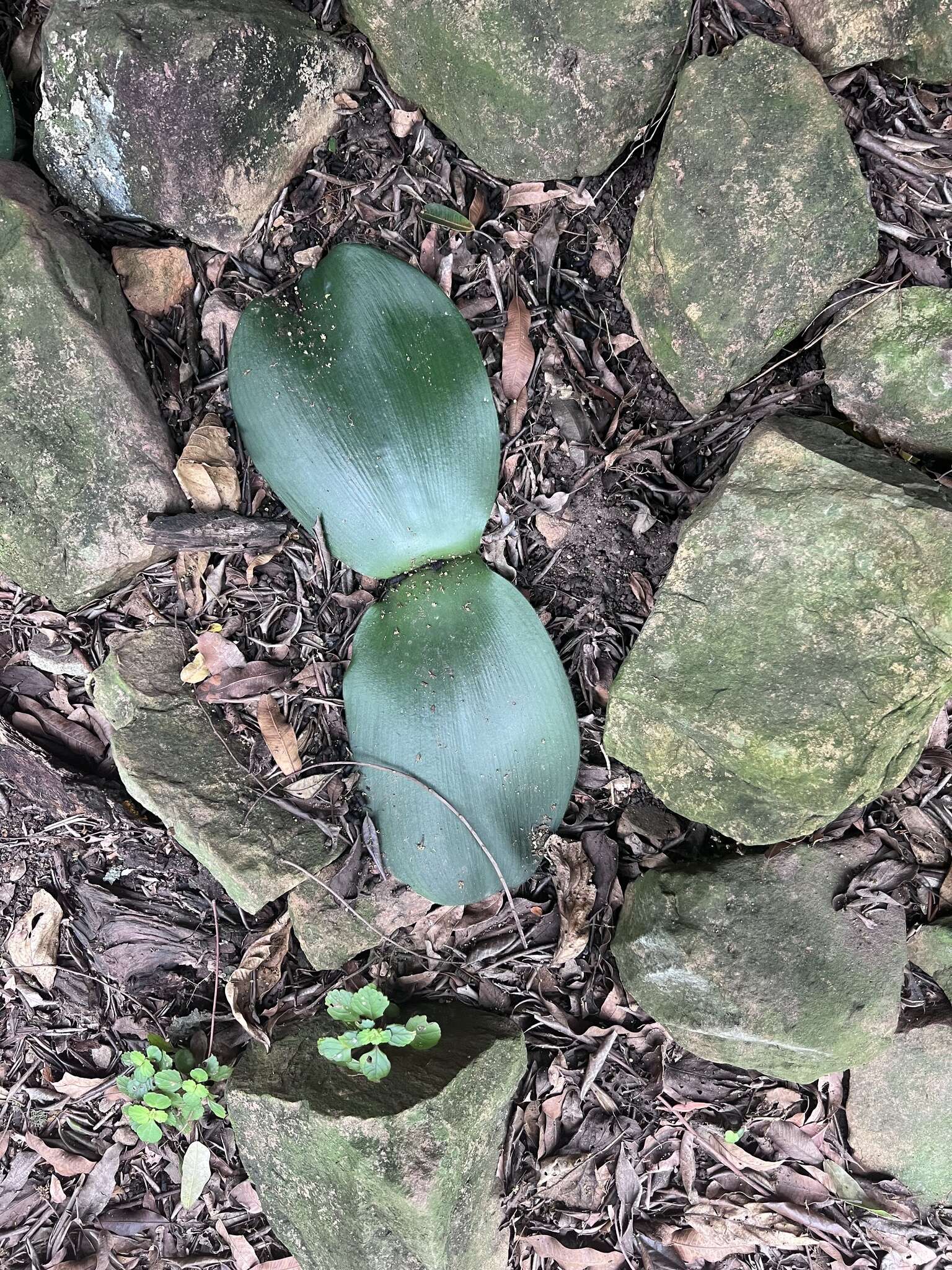 Imagem de Haemanthus deformis Hook. fil.