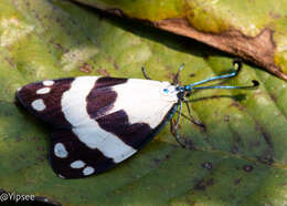 Image of Corma zelica Doubleday 1897