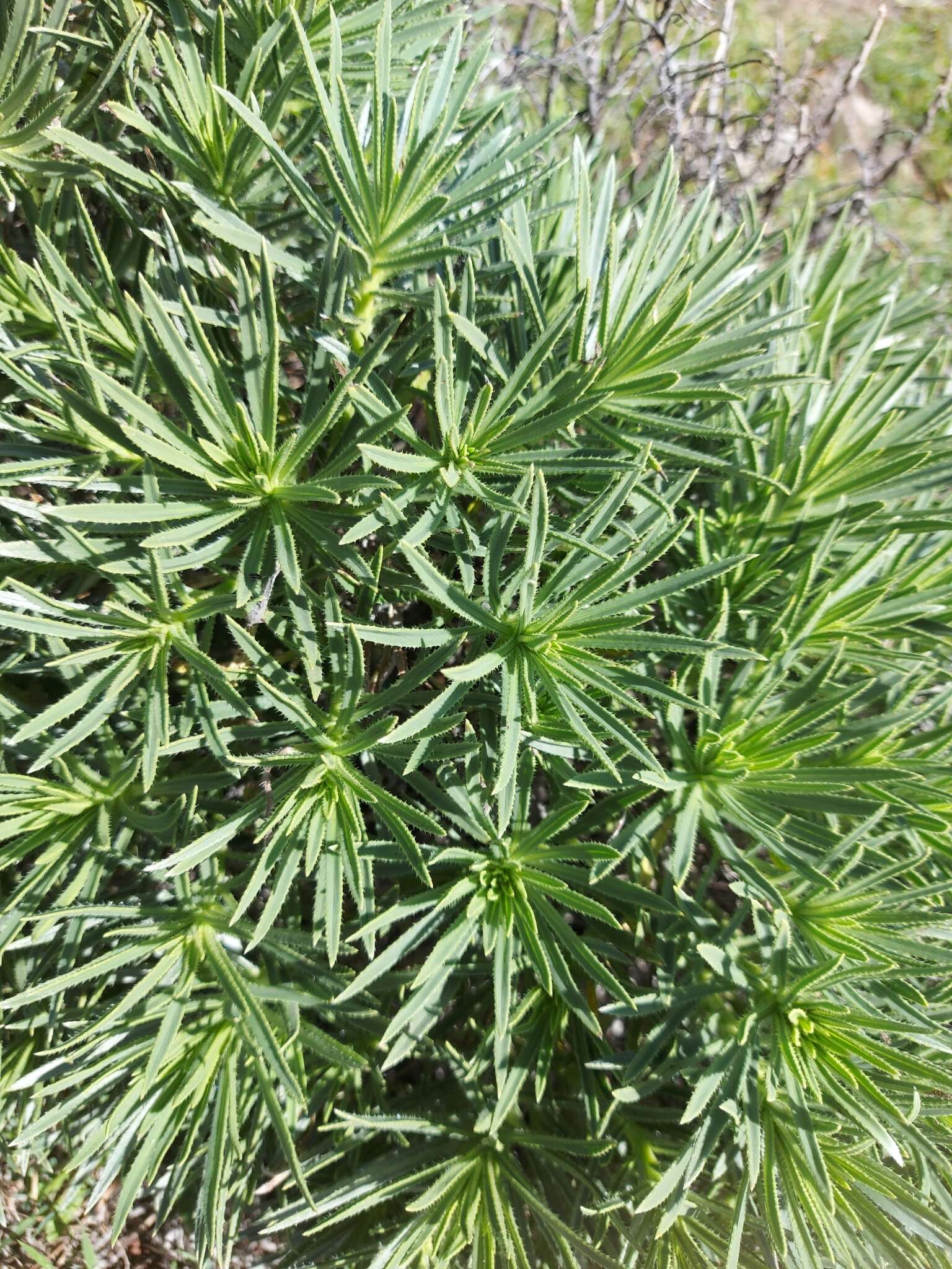 Plancia ëd Echium aculeatum Poir.