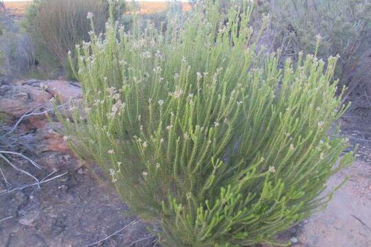 Image of Phylica rigidifolia Sond.