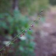 Image de Pennellia longifolia (Benth.) Rollins