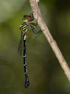 Image of Green-striped Darner