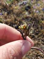 Image of variableleaf jewelflower