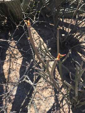 Image of Euphorbia lomelii V. W. Steinm.