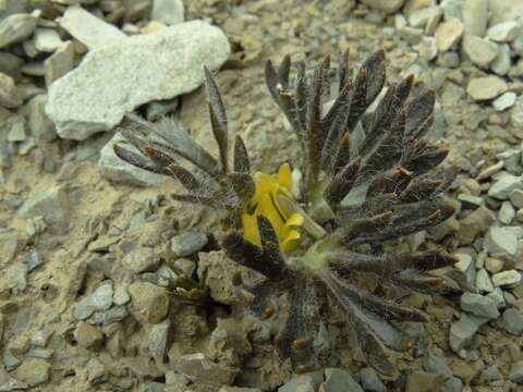 Image de Ranunculus scrithalis P. J. Garnock-Jones