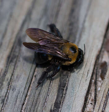 Image of Eastern Carpenter Bee