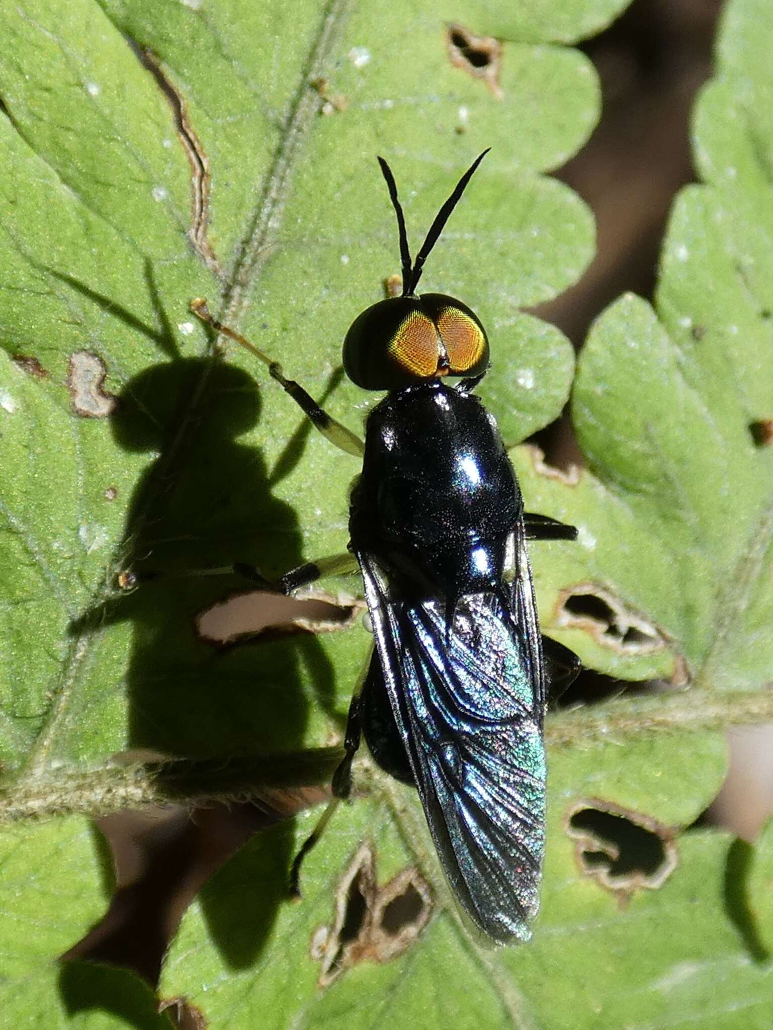 Image of Cyphomyia varipes Gerstaecker 1857