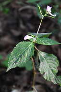 Image de Impatiens furcillata Hemsl. ex Forb. & Hemsl.