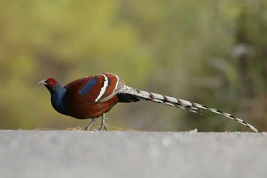 Image of Hume's Bar-tailed Pheasant