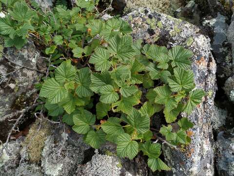 Image of Ribes fragrans Pall.