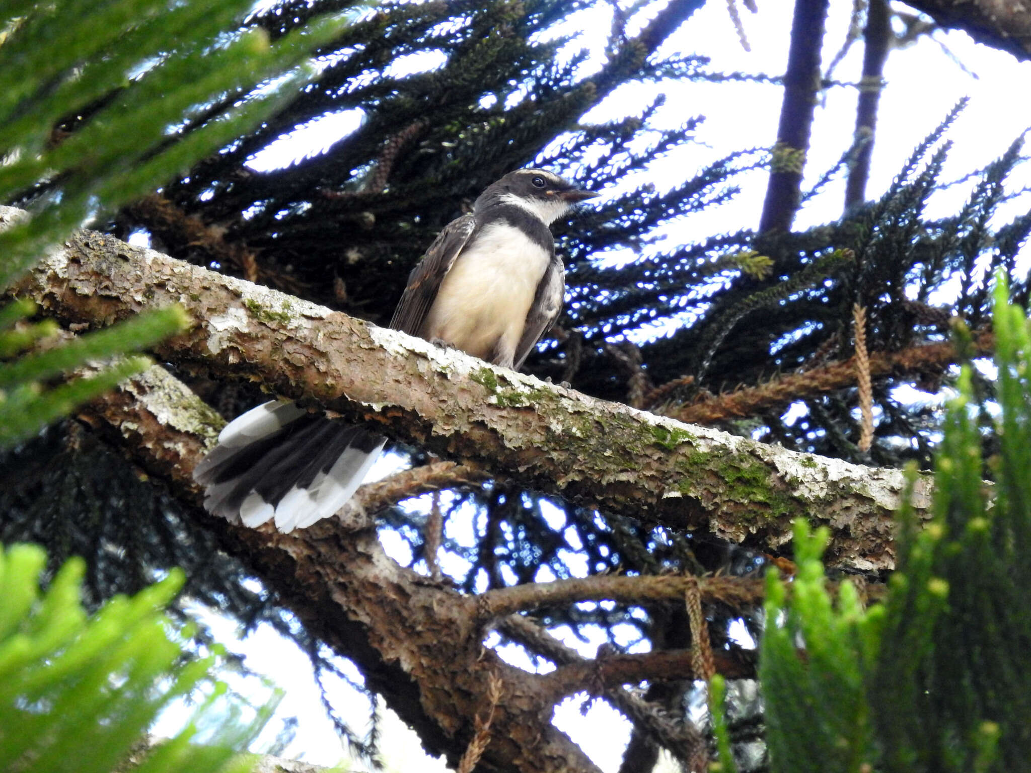 Image of Philippine Pied Fantail