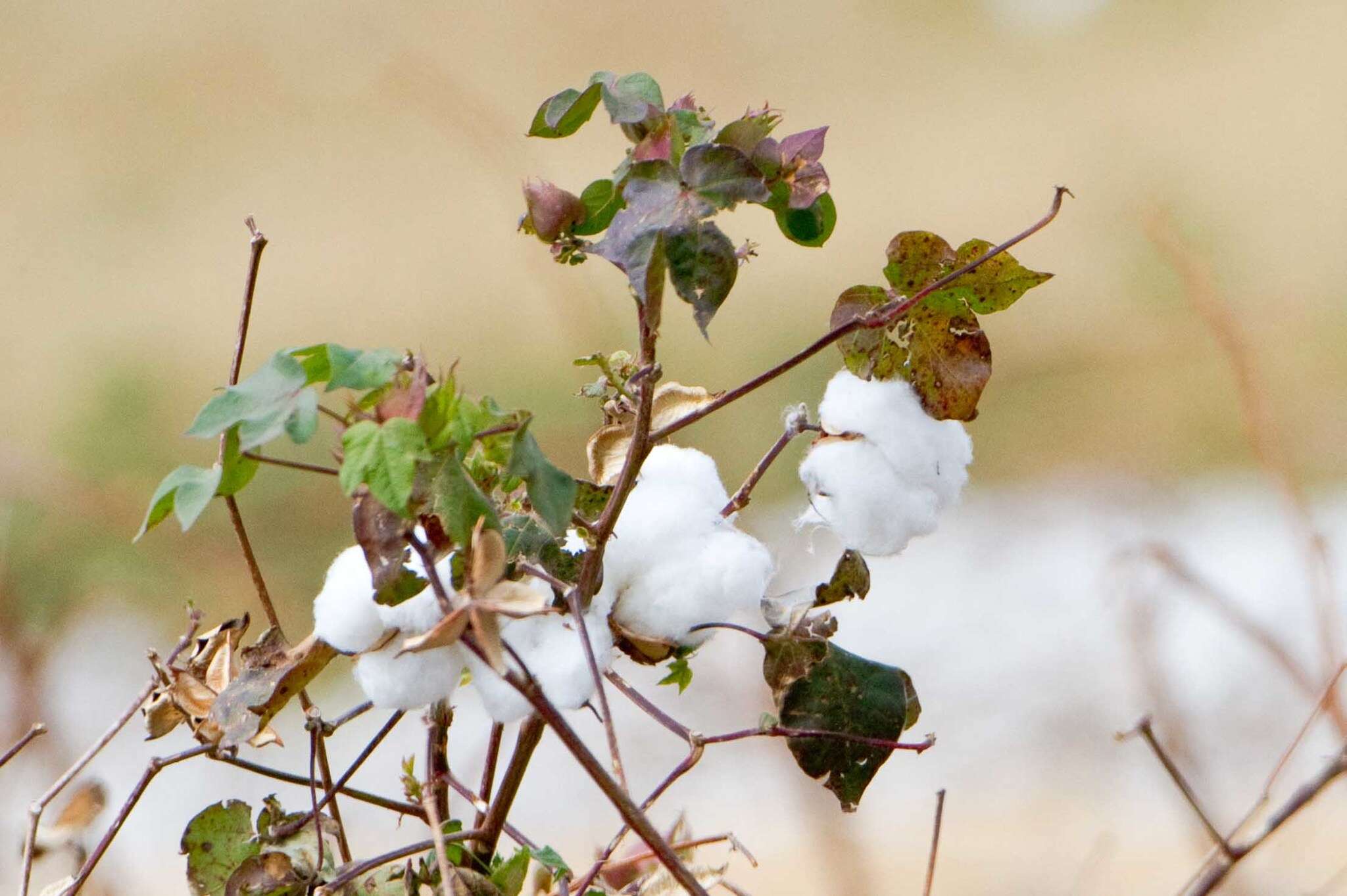 Image of upland cotton