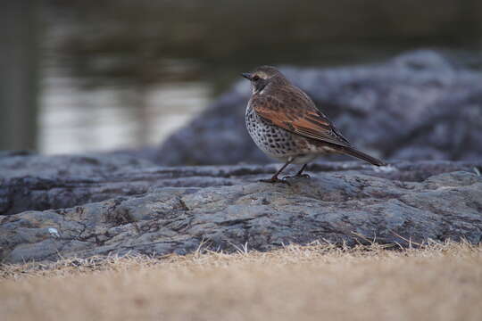 Image of Dusky Thrush