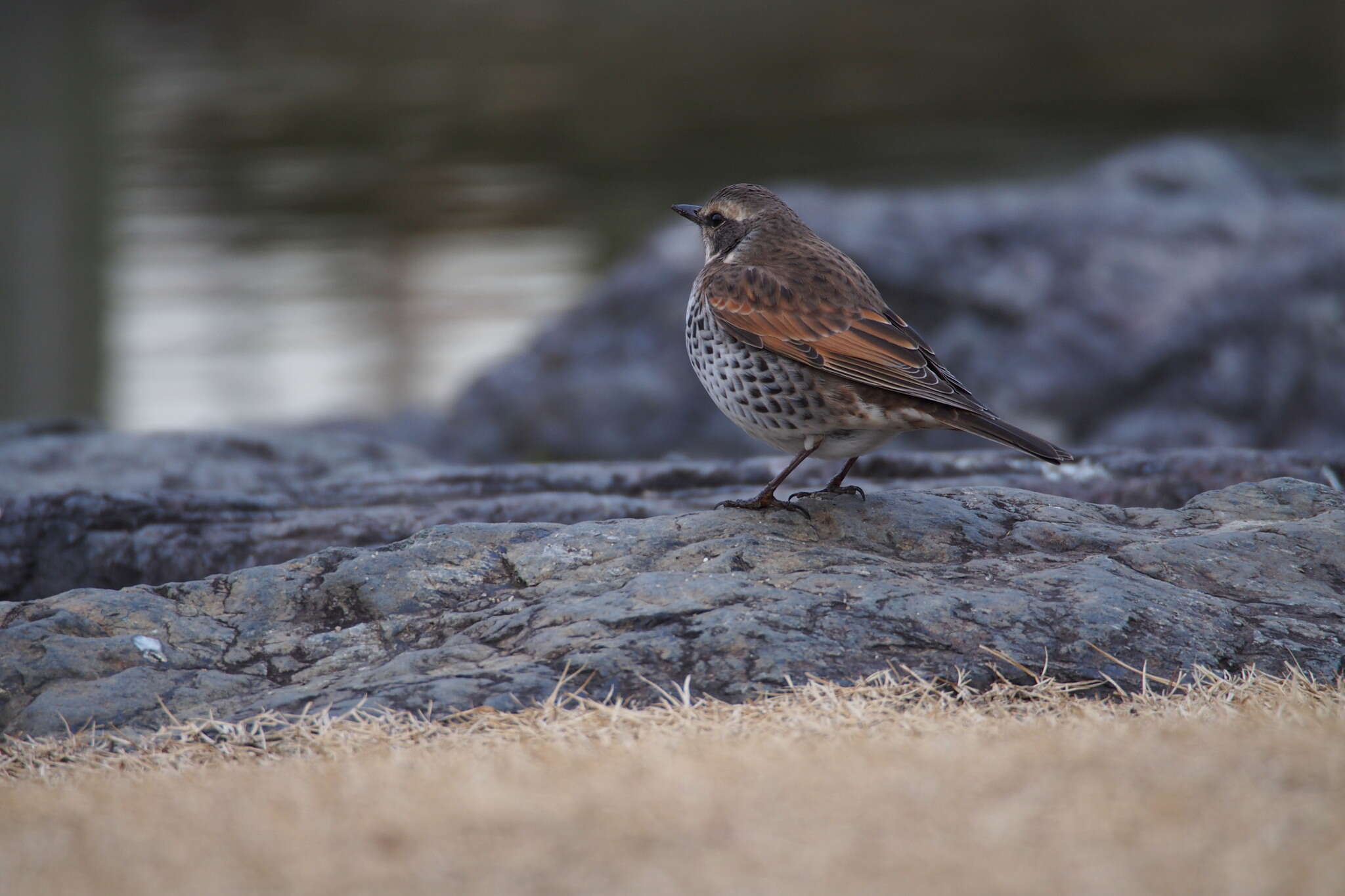 Image of Dusky Thrush