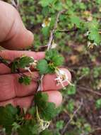 Image of granite gooseberry