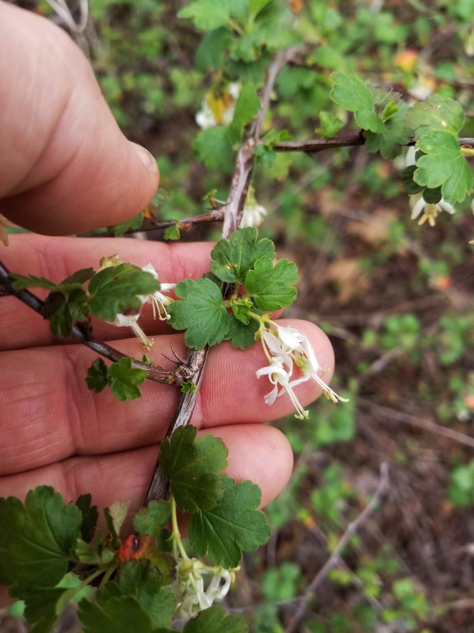 Image of granite gooseberry