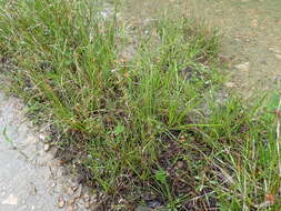 Image of Ring-Seed Rush