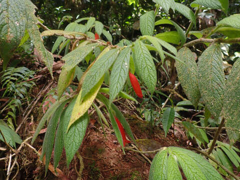 Image of Columnea anisophylla DC.