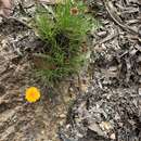 Image of Leucochrysum graminifolium (P. G. Wilson) P. G. Wilson