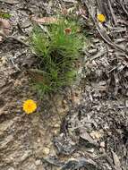 Image of Leucochrysum graminifolium (P. G. Wilson) P. G. Wilson