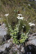 Helichrysum fruticans (L.) D. Don resmi