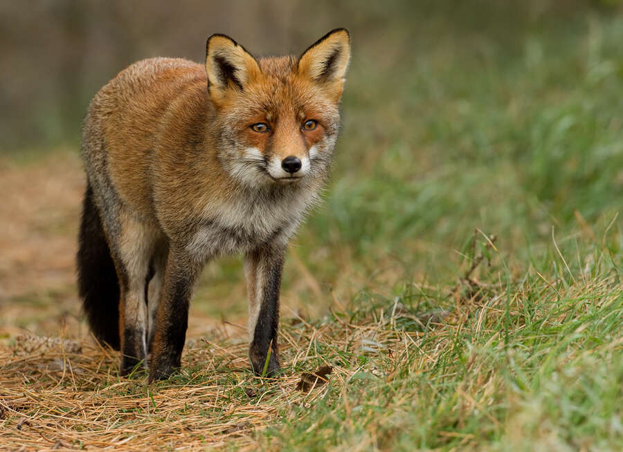 Image of Foxes