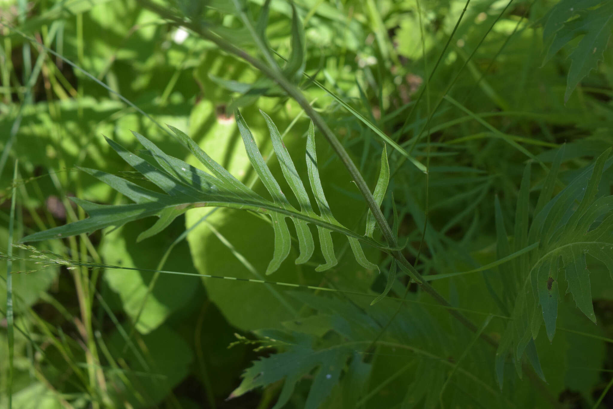 Image of Klasea radiata subsp. gmelinii (Tausch) L. Martins