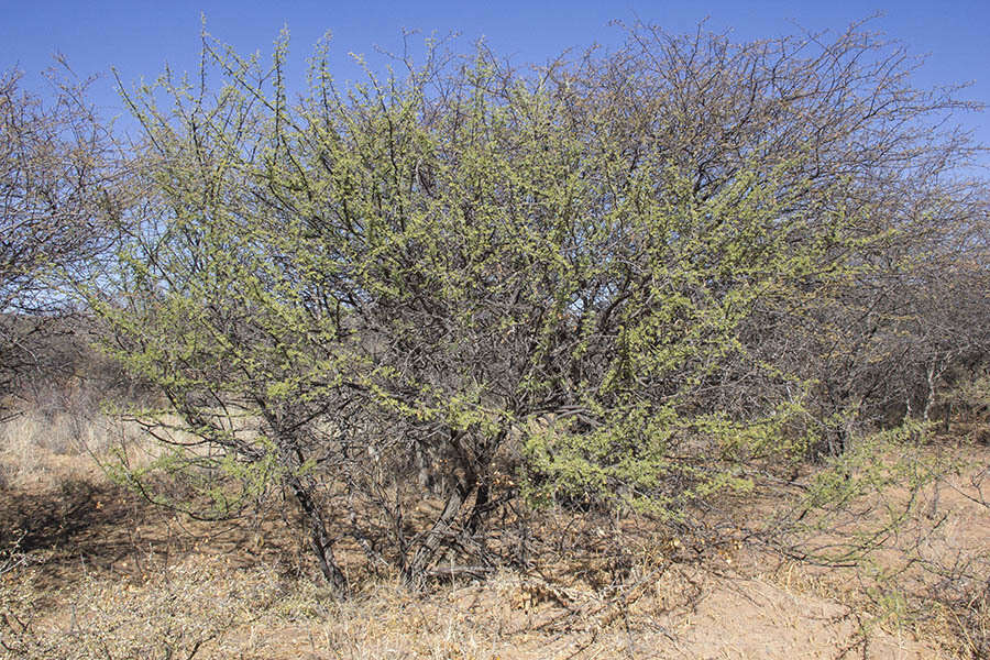 Vachellia hebeclada (DC.) Kyal. & Boatwr. resmi