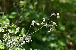 Image of Thalictrum guatemalense C. DC. & Rose ex Rose