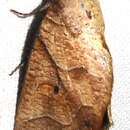 Image of Pterogonia aurigutta Walker 1858
