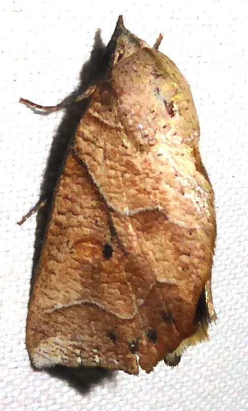 Image of Pterogonia aurigutta Walker 1858